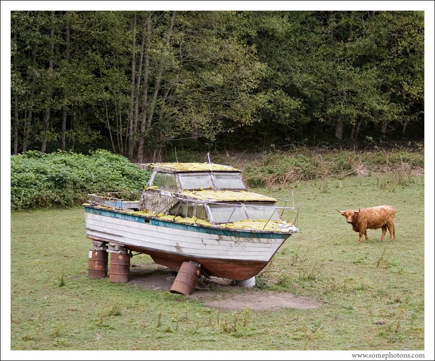 Cow and boat, Washington