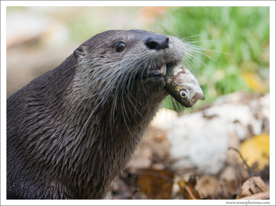 Otter and lunch, Woodland Park Zoo, Seattle