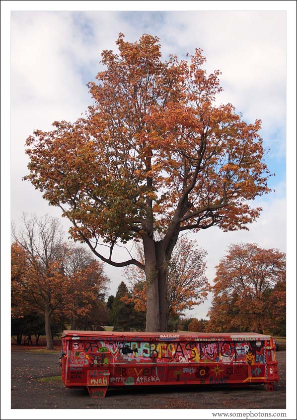 Tree, Seattle
