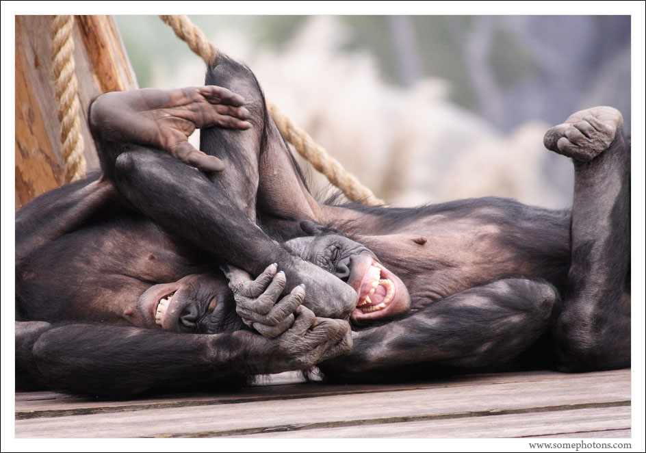 Bonobos, Jacksonville Zoo, Florida