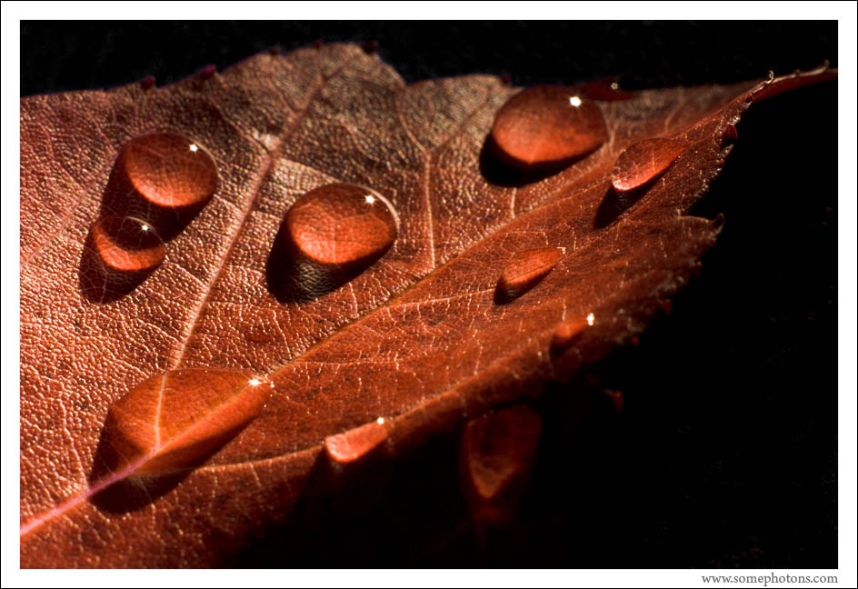 Red leaf and droplets