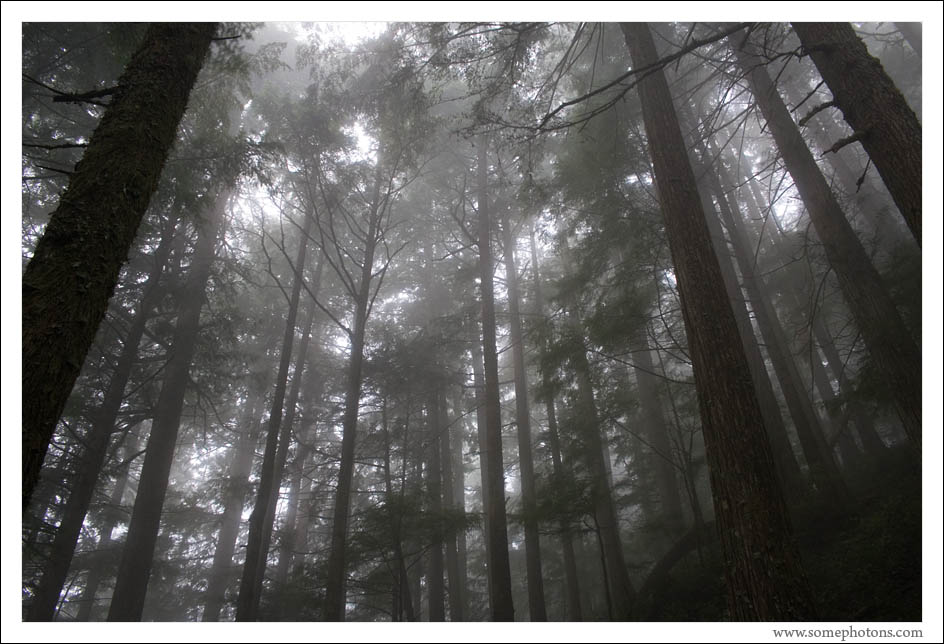 Rainy Forest, Washington