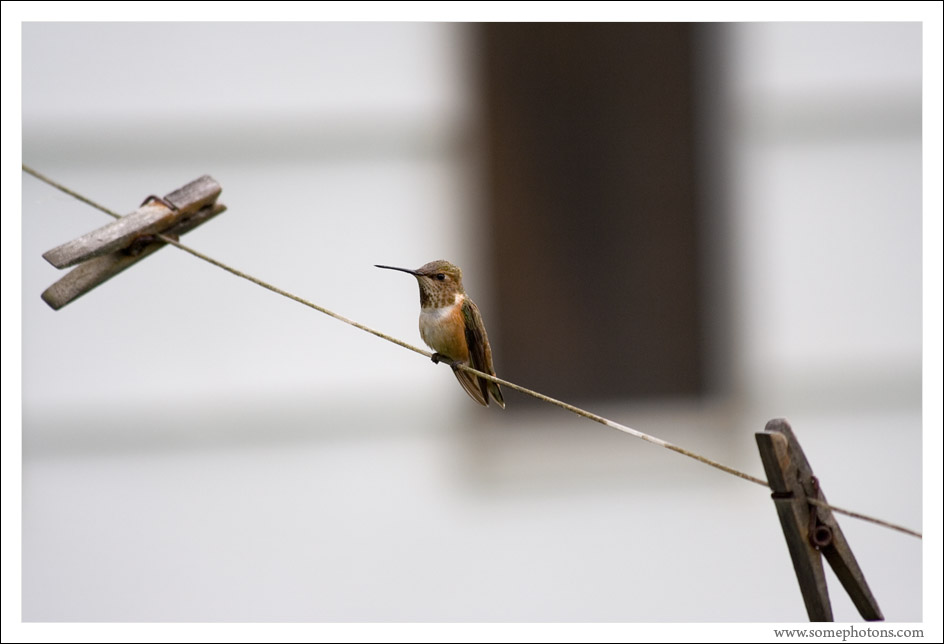 Hummingbird and clothesline, Washington