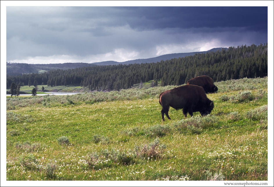 Bison, Yellowstone National Park, Wyoming