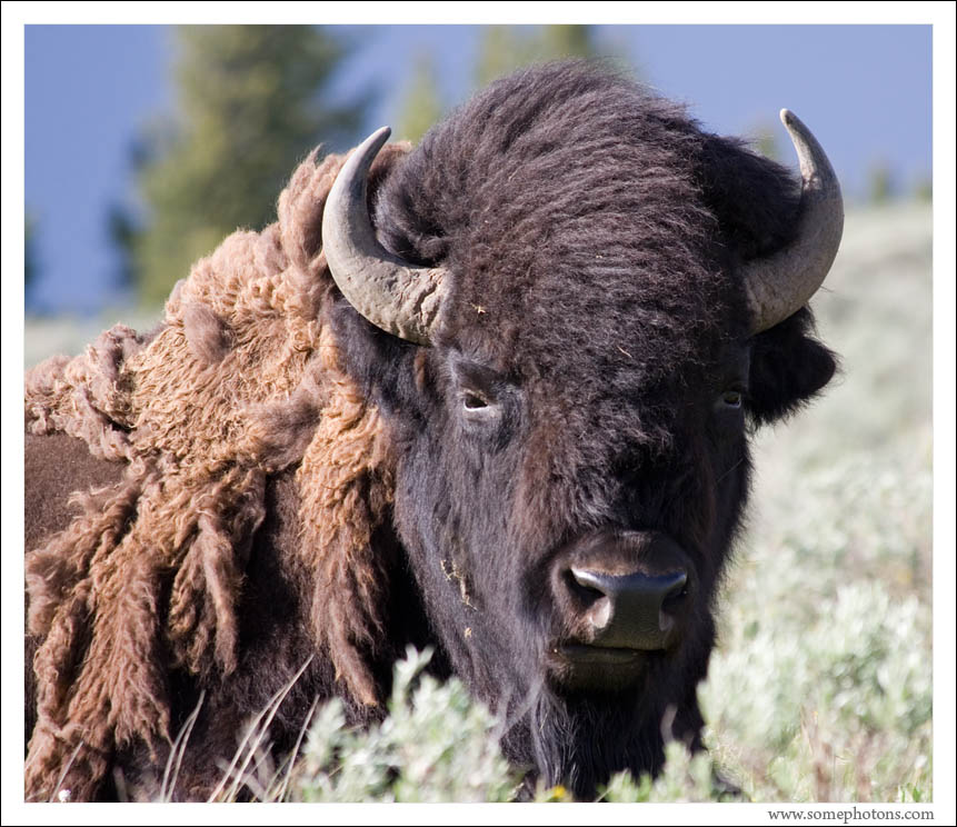 Bison, Yellowstone National Park, Wyoming