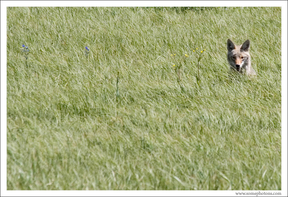 Coyote, Wyoming