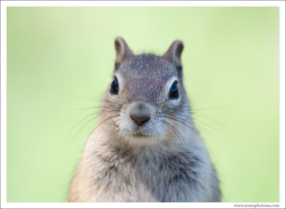 Chipmunk, Grand Teton National Park, Wyoming