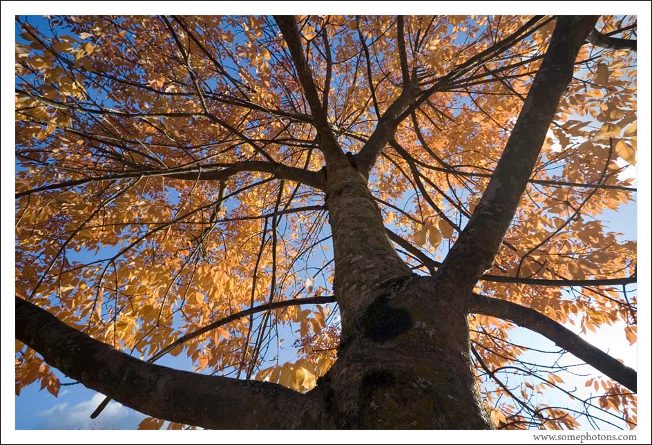 Fall colors, Washington