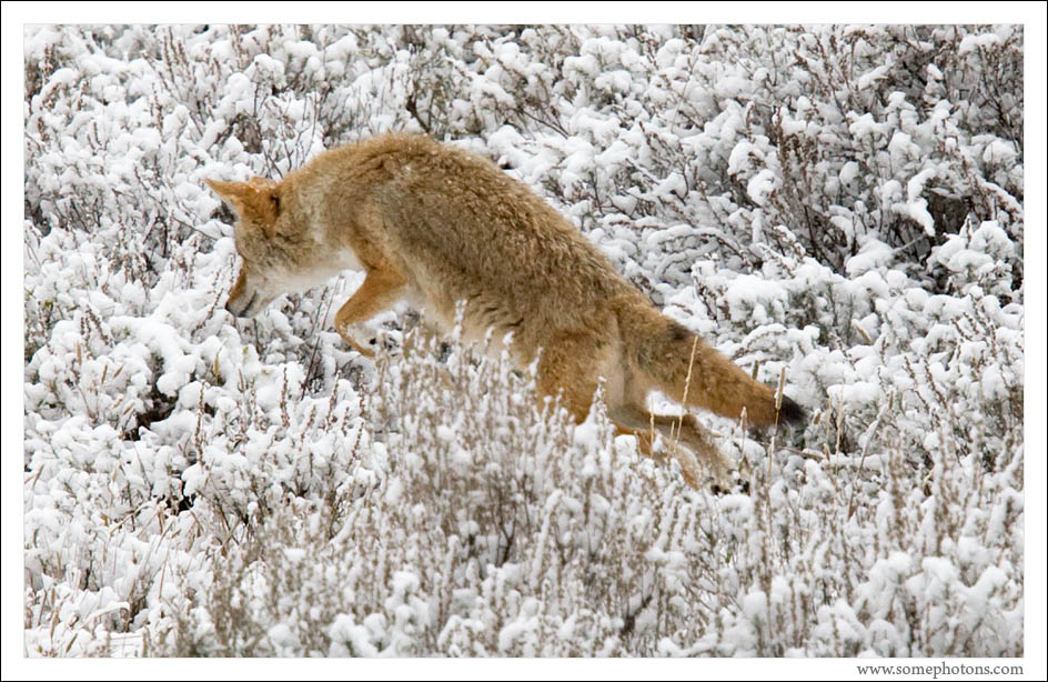 Pouncing Coyote, Yellowstone National Park, Wyoming