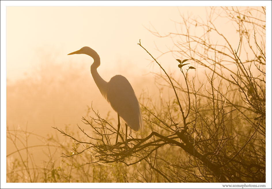 Great White Heron, Everglades National Park, Florida
