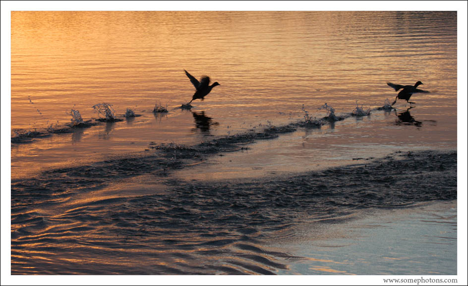 Ducks, Jacksonville, Florida
