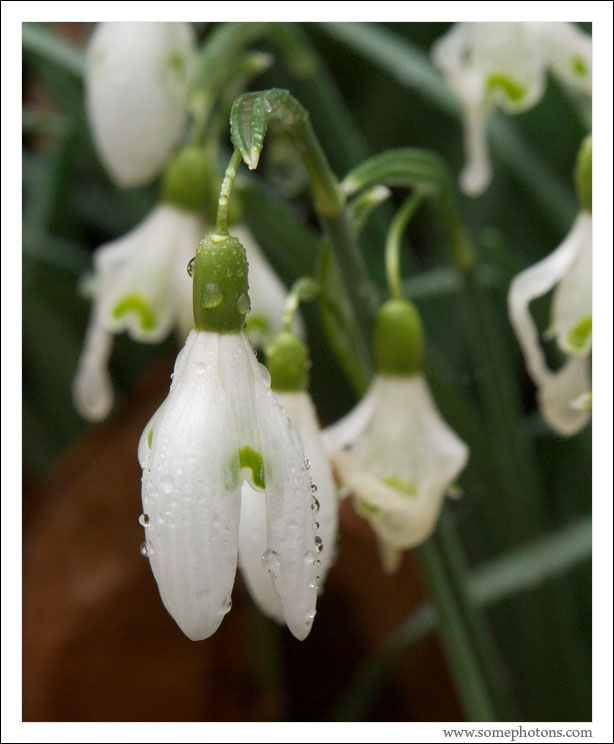 Snowdrops, Seattle, Washington