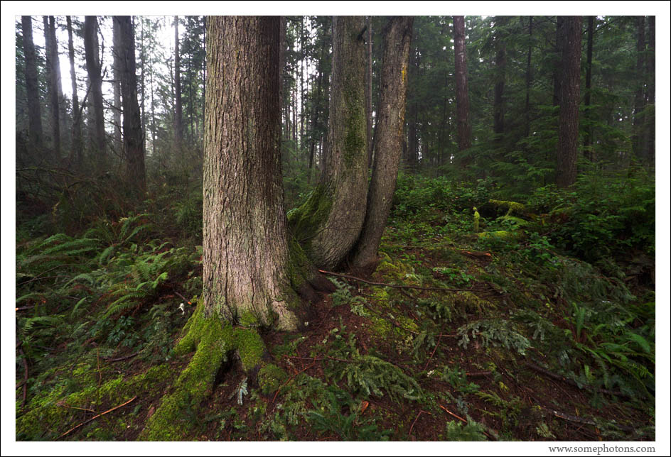 Forest, Redmond, Washington