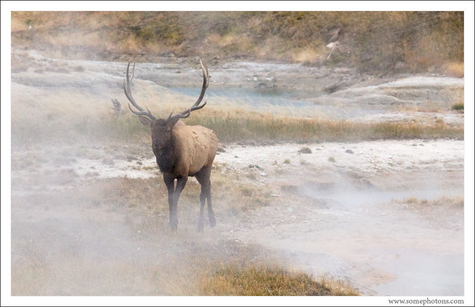 Elk and Hot Springs, Yellowstone National Park, Wyoming