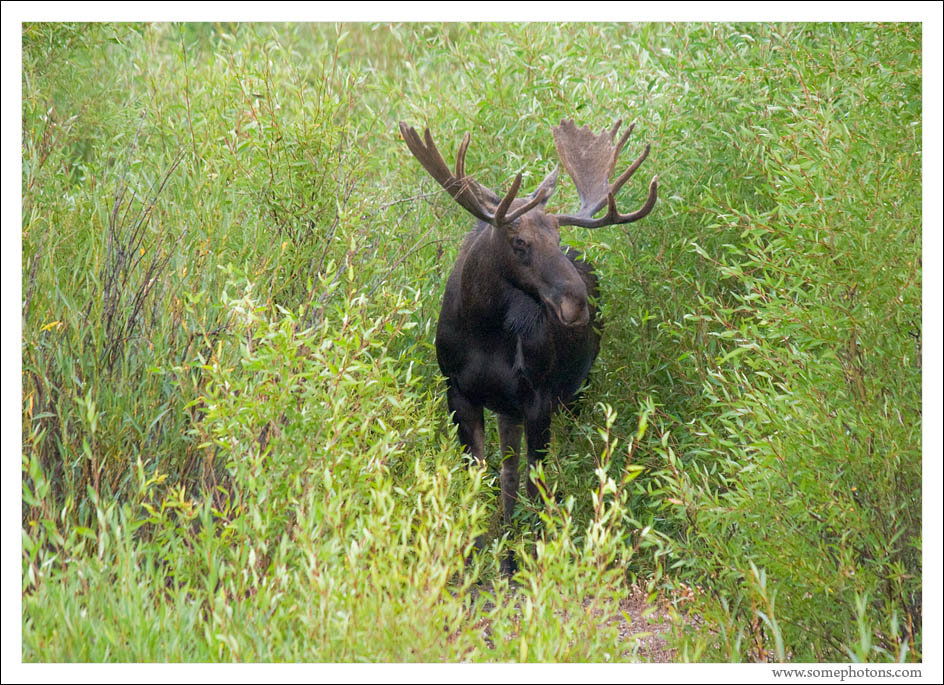 Moose, Grand Teton National Park, Wyoming