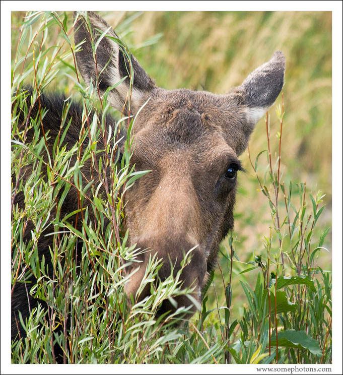 Moose, Grand Teton National Park, Wyoming