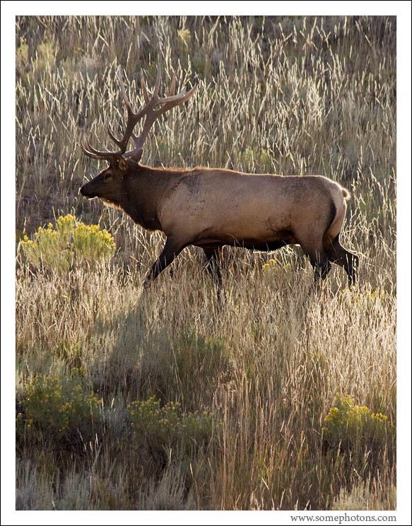 Elk, Yellowstone National Park