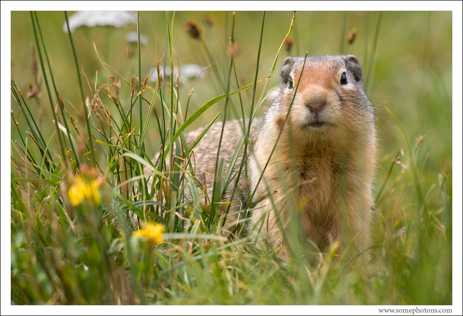 Ground Squirrel, Glacier National Park, Montana