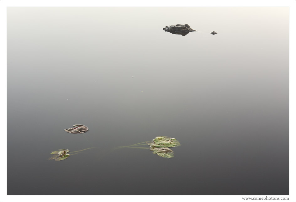 Everglades National Park, Florida