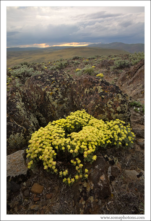 Spring in Eastern Washington
