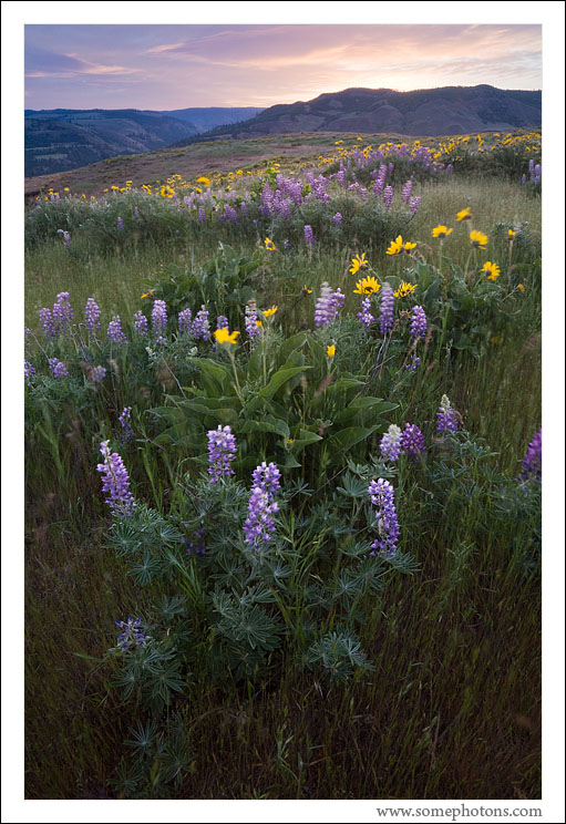 Breezy spring morning, Rowena Plateau, Oregon