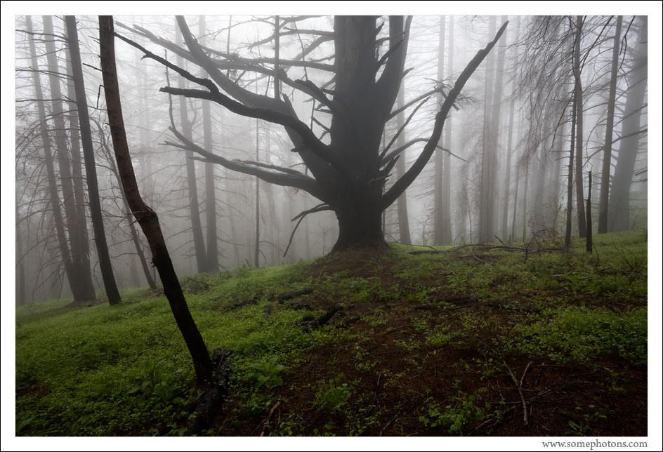 Burned forest, Redwood National Park, California