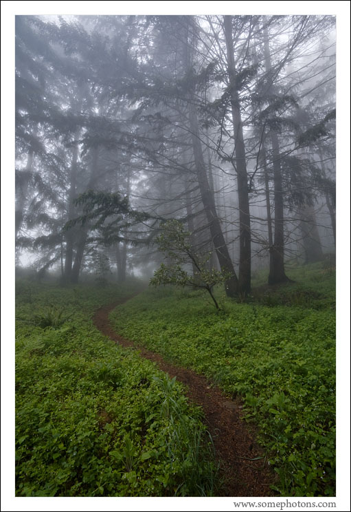 Redwood National Park, California
