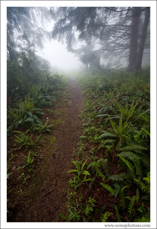 Redwood National Park, California