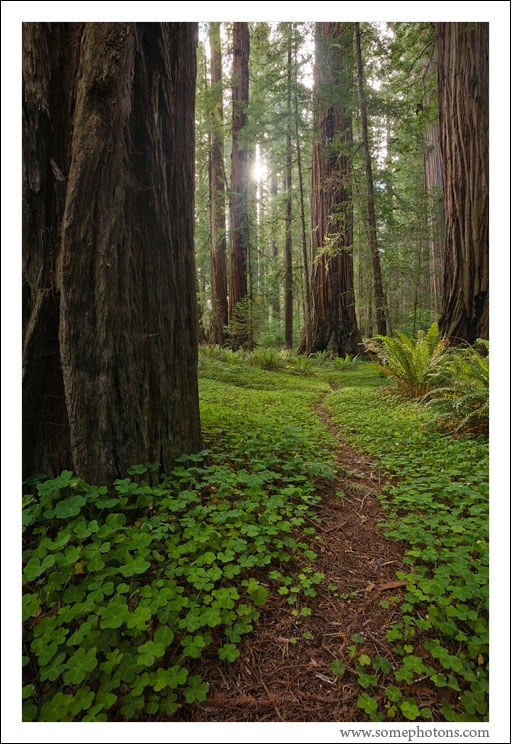 Jedediah Smith Redwoods State Park, California