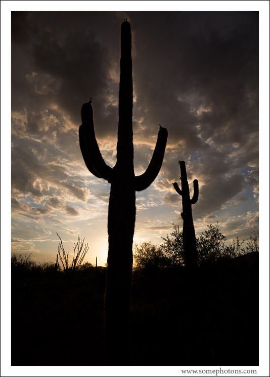 Saguaro National Park, Arizona