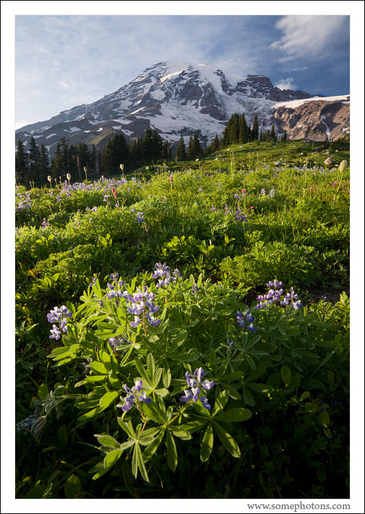 Summer on the slopes of Mt Rainier