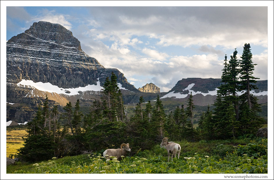 Bighorn Sheep, Glacier National Park, Montana