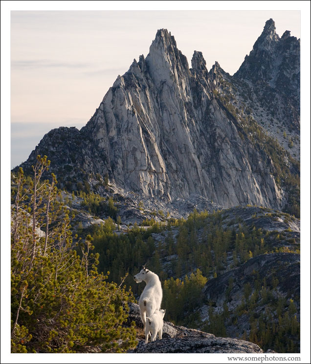 Mountain Goats and Prusik Peak, Alpine Lakes Wilderness, Washington