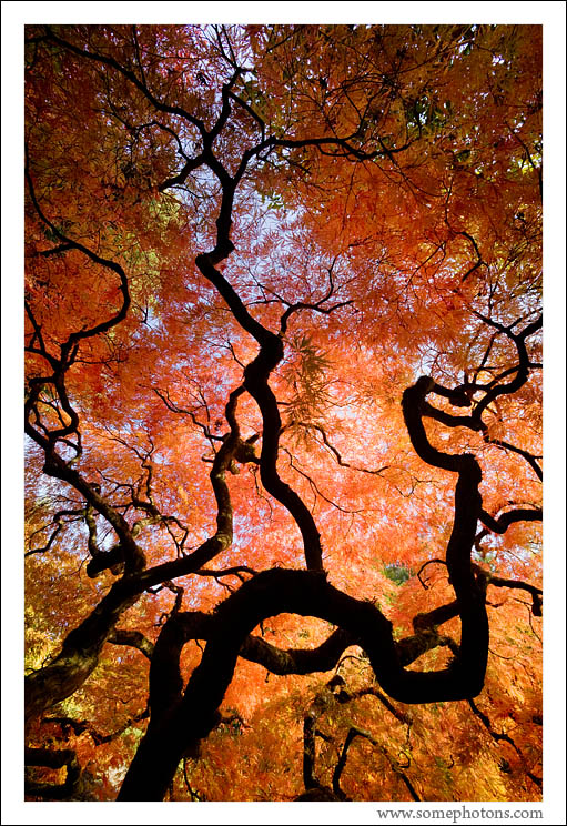 Japanese Garden, Seattle