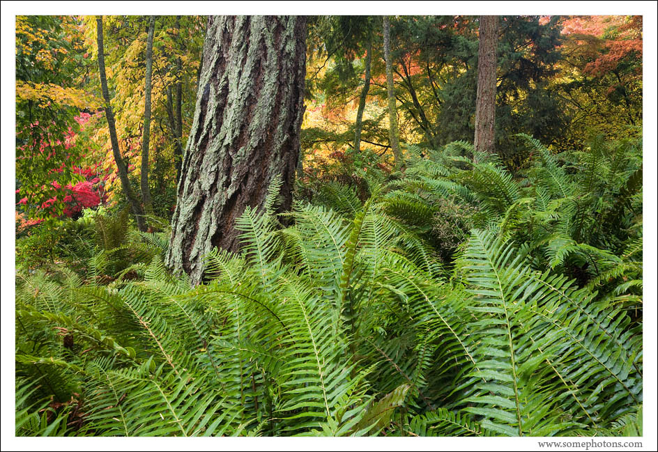 Washington Park Arboretum, Seattle