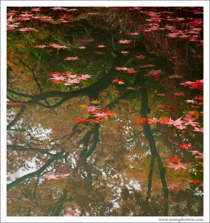 Washington Park Arboretum, Seattle
