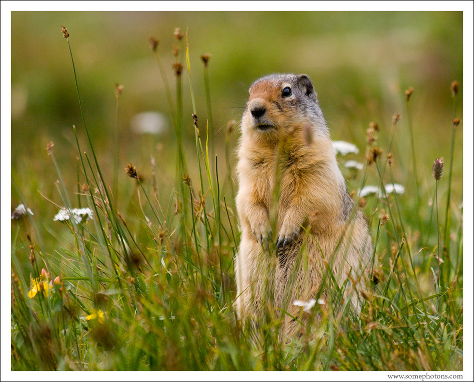 Ground Squirrel, Glacier National Park, Montana