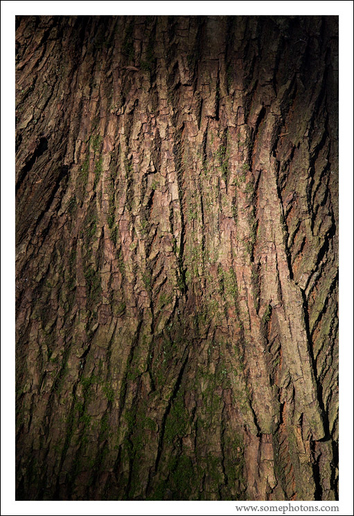 Washington Park Arboretum, Seattle