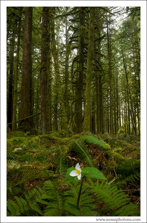 Trillium and Old Growth Forest, Washington