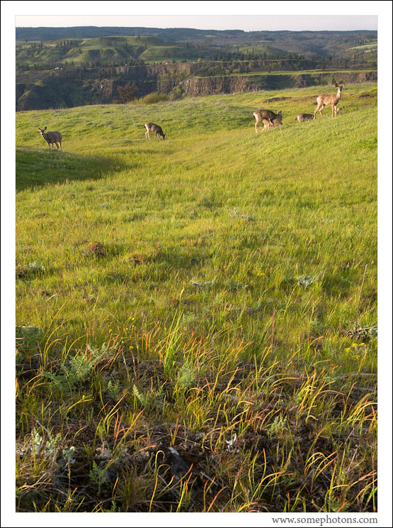 Rowena Crest deer, Oregon
