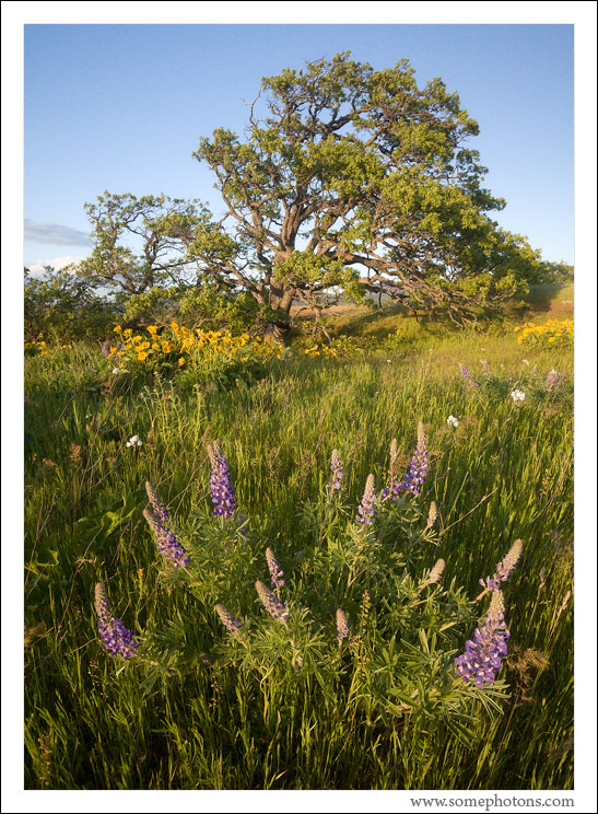 Rowena Crest, Oregon