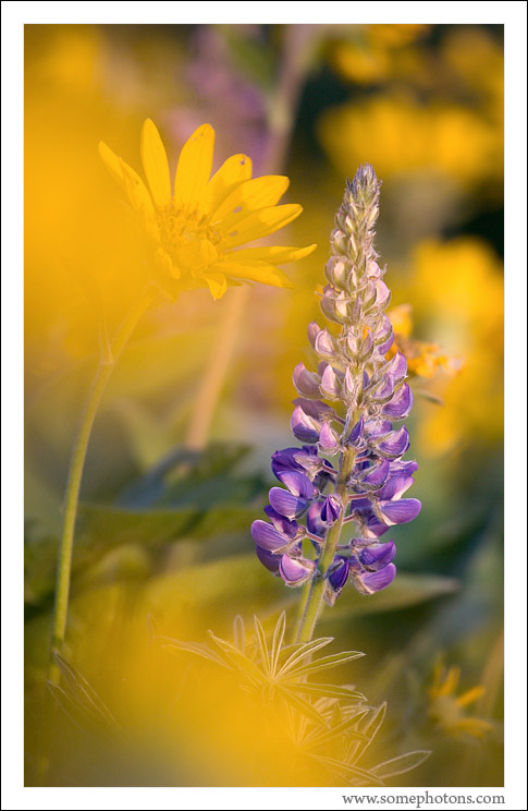 Lupine and Balsamroot, Rowena, Oregon