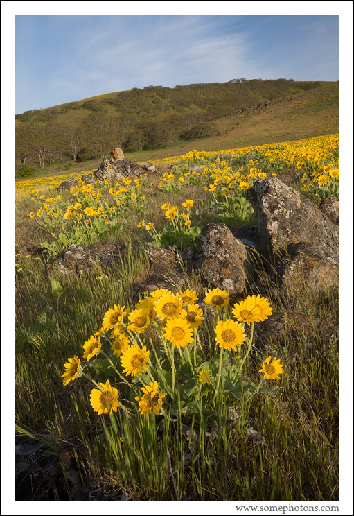 Balsamroot, Columbia Hills, Washington