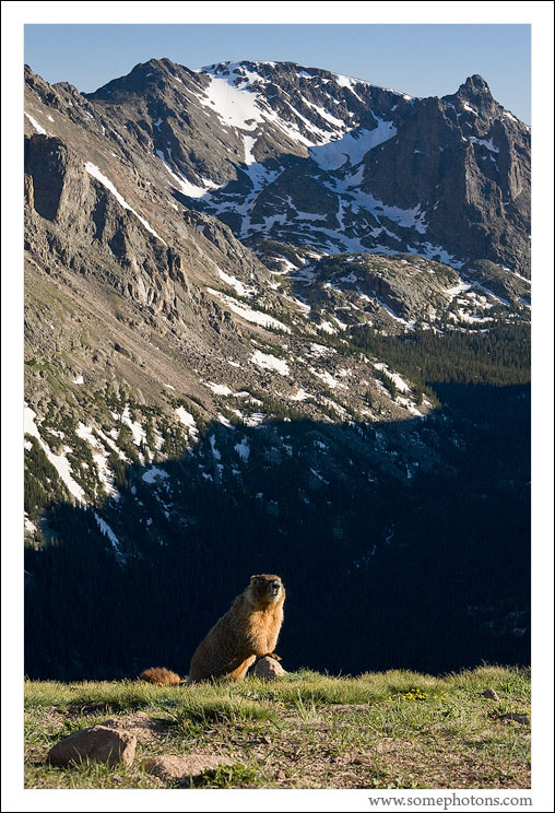 Yellow-bellied marmot portrait shoot, Rocky Mountain National Park, Colorado