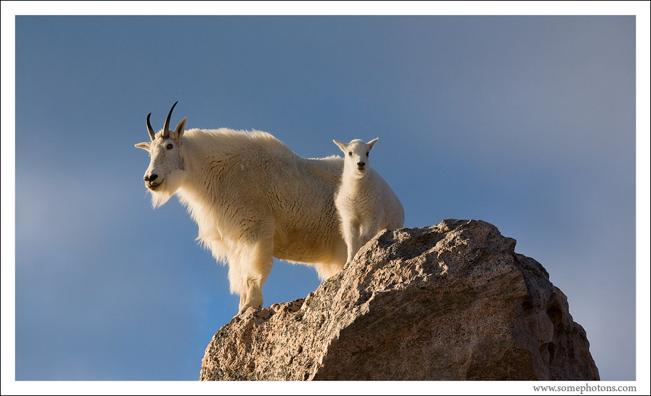 Mountain Goats, Mt Evans, Colorado