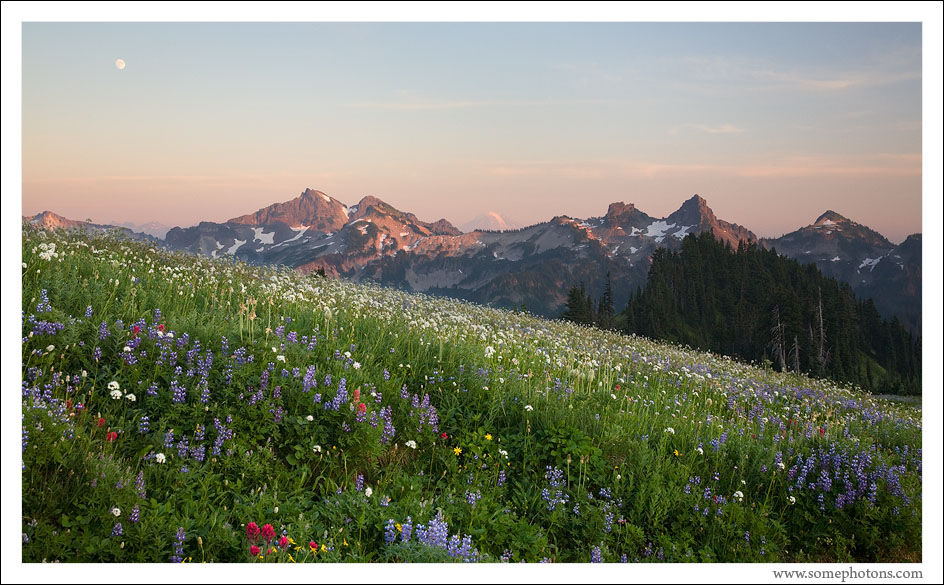Wildflowers and Tatoosh Range, Mt Rainier National Park, Washington