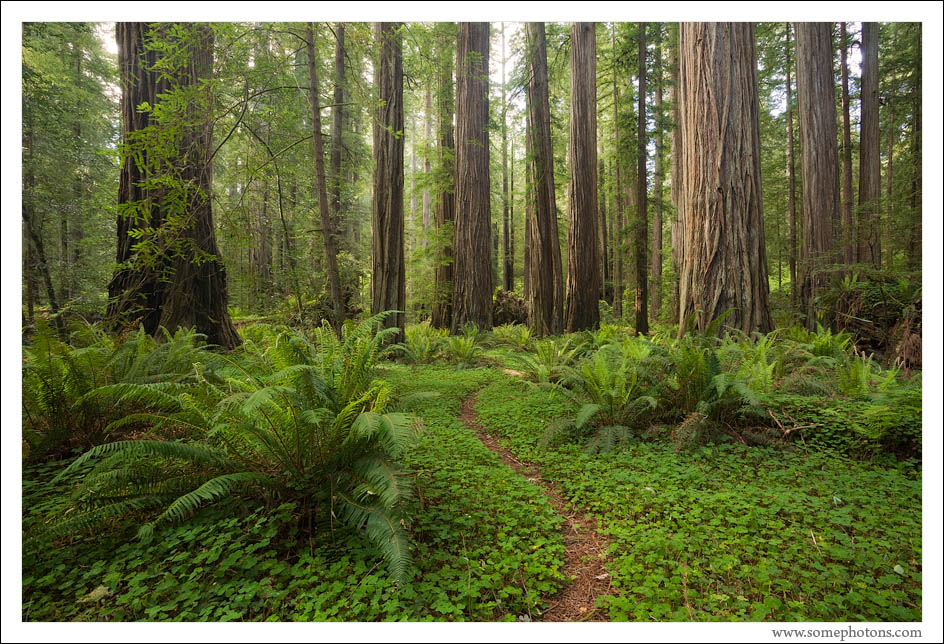 Jedediah Smith Redwoods State Park, California