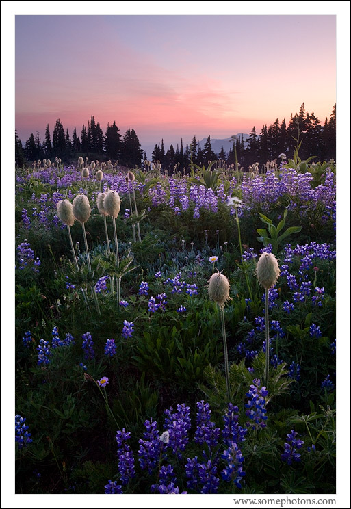 Mt Rainier National Park, Washington