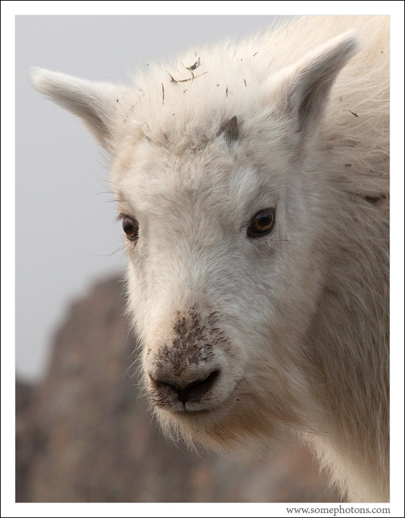 Mountain Goat, Mt Ellinor, Washington