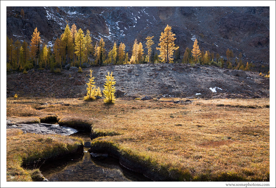 Larch, Near Ingalls Pass, Washington